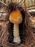 Amanita amerimuscaria image