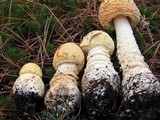 Amanita amerimuscaria image