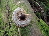 Lepiota felina image