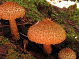 Leucopholiota decorosa image