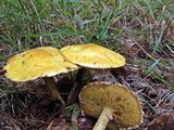 Suillus americanus image