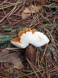 Gyroporus castaneus image