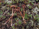 Psilocybe montana image