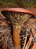 Phylloporopsis boletinoides image