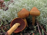 Cortinarius semisanguineus image
