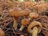 Suillus acidus image
