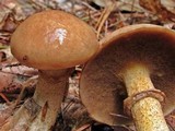 Suillus acidus image