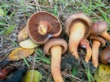 Chroogomphus vinicolor image