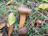Chroogomphus vinicolor image