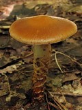 Cortinarius trivialis image