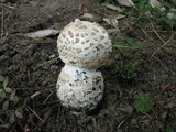 Amanita smithiana image