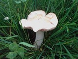 Hebeloma crustuliniforme image