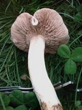 Hebeloma crustuliniforme image