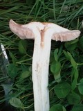Hebeloma crustuliniforme image