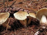 Tricholoma saponaceum image