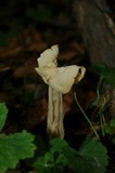 Helvella crispa image