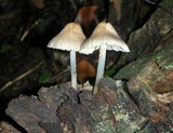 Mycena galericulata image