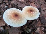 Leucoagaricus rubrotinctus image
