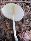 Leucoagaricus rubrotinctus image