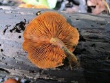 Gymnopilus liquiritiae image