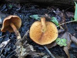 Gymnopilus liquiritiae image