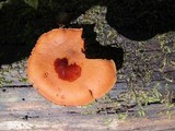 Gymnopilus liquiritiae image