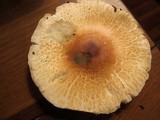 Leucoagaricus rubrotinctus image