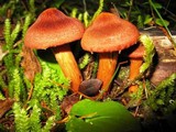 Cortinarius smithii image