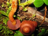 Cortinarius smithii image