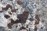 Lecidea atrobrunnea image