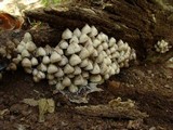 Mycena inclinata image