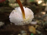 Mycena inclinata image