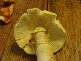 Amanita arkansana image