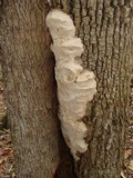 Perenniporia fraxinophila image