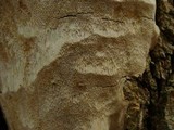 Perenniporia fraxinophila image