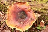 Royoporus badius image