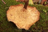 Royoporus badius image