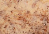 Royoporus badius image