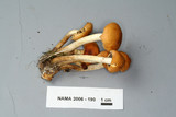 Hypholoma capnoides image