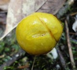 Suillus americanus image