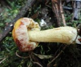 Suillus americanus image