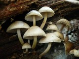 Mycena inclinata image