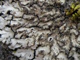 Phaeophyscia orbicularis image