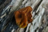 Chalciporus piperatus image
