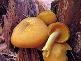 Tricholomopsis decora image