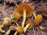 Tricholomopsis decora image