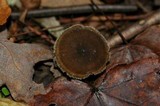 Polyporus brumalis image