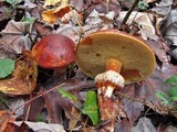 Suillus grevillei image