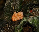 Lycogala epidendrum image