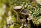 Lactarius griseus image
